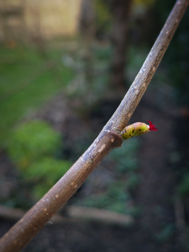 Hazelaar - Corylus avellana