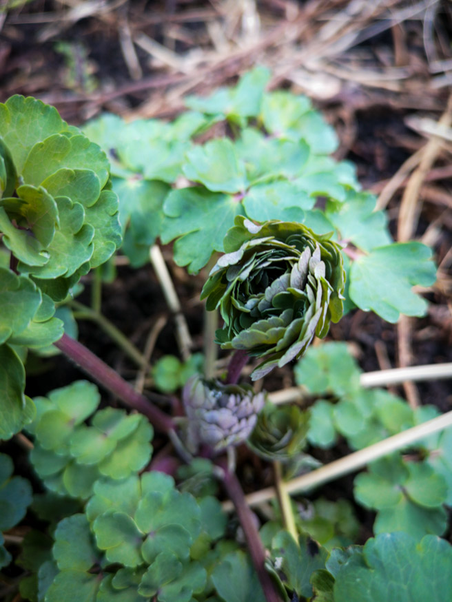 Akelei - Aquilegia vulgaris