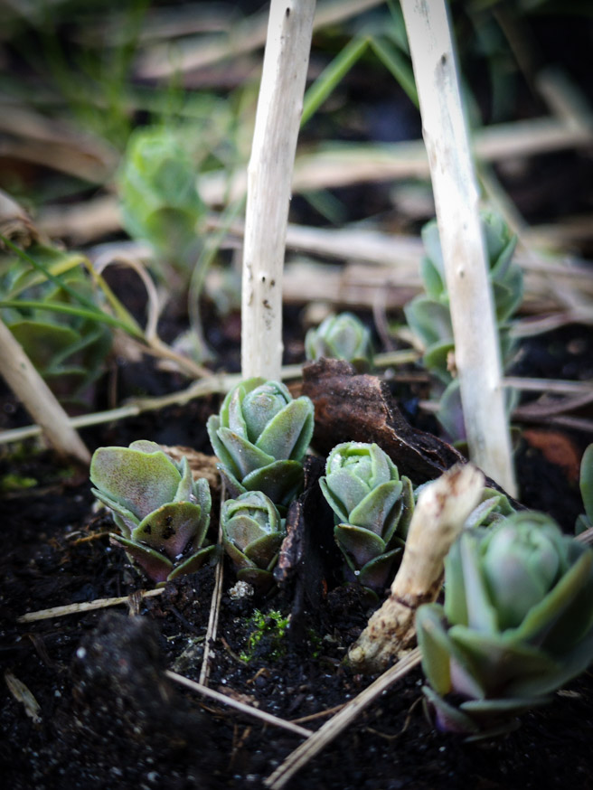 Hemelsleutel - Sedum telephium