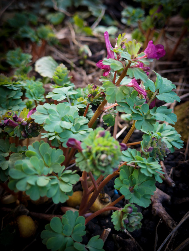 Vingerhelmbloem - Corydalis solida