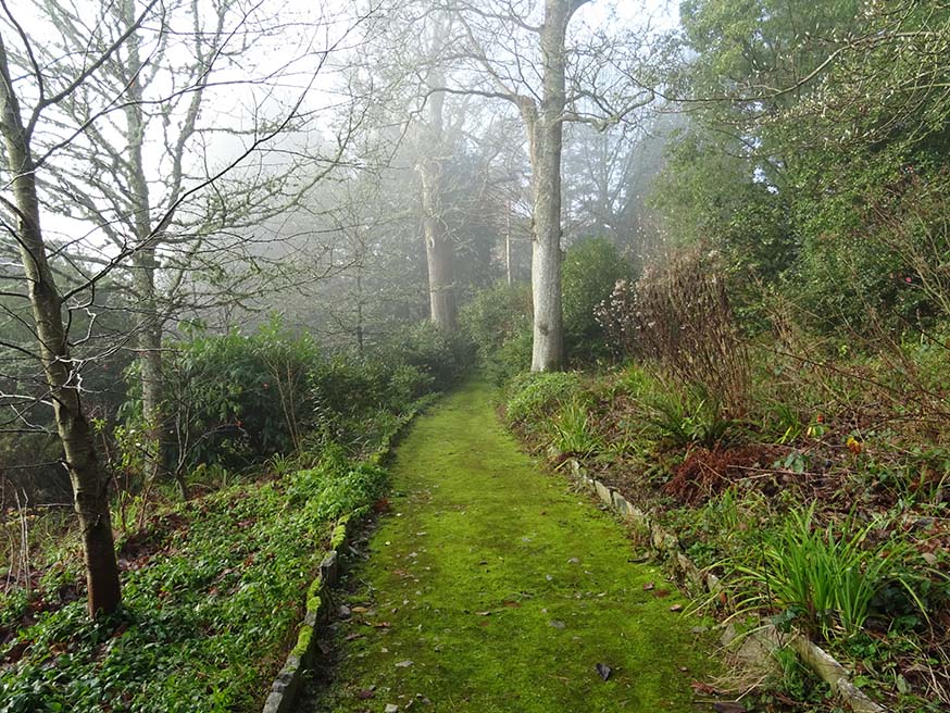 Pad van mos in Dartington Hall Gardens, VK