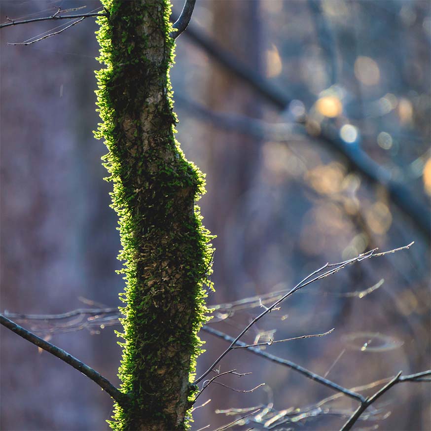 Bemoste bomen zijn ook in de winter groen