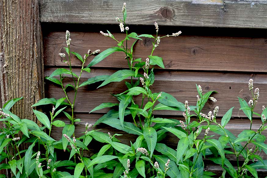 Perzikkruid - Persicaria maculosa in je tuin