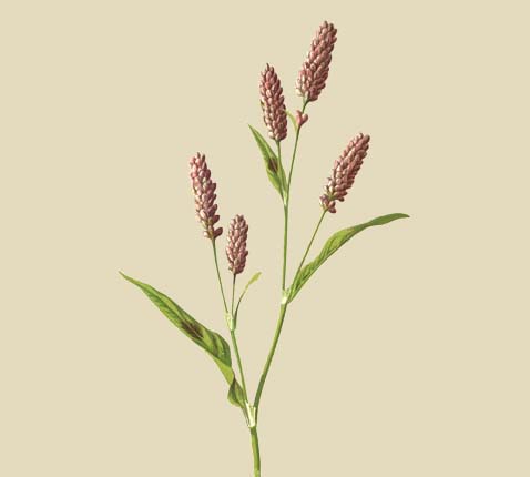 Perzikkruid - Persicaria maculosa