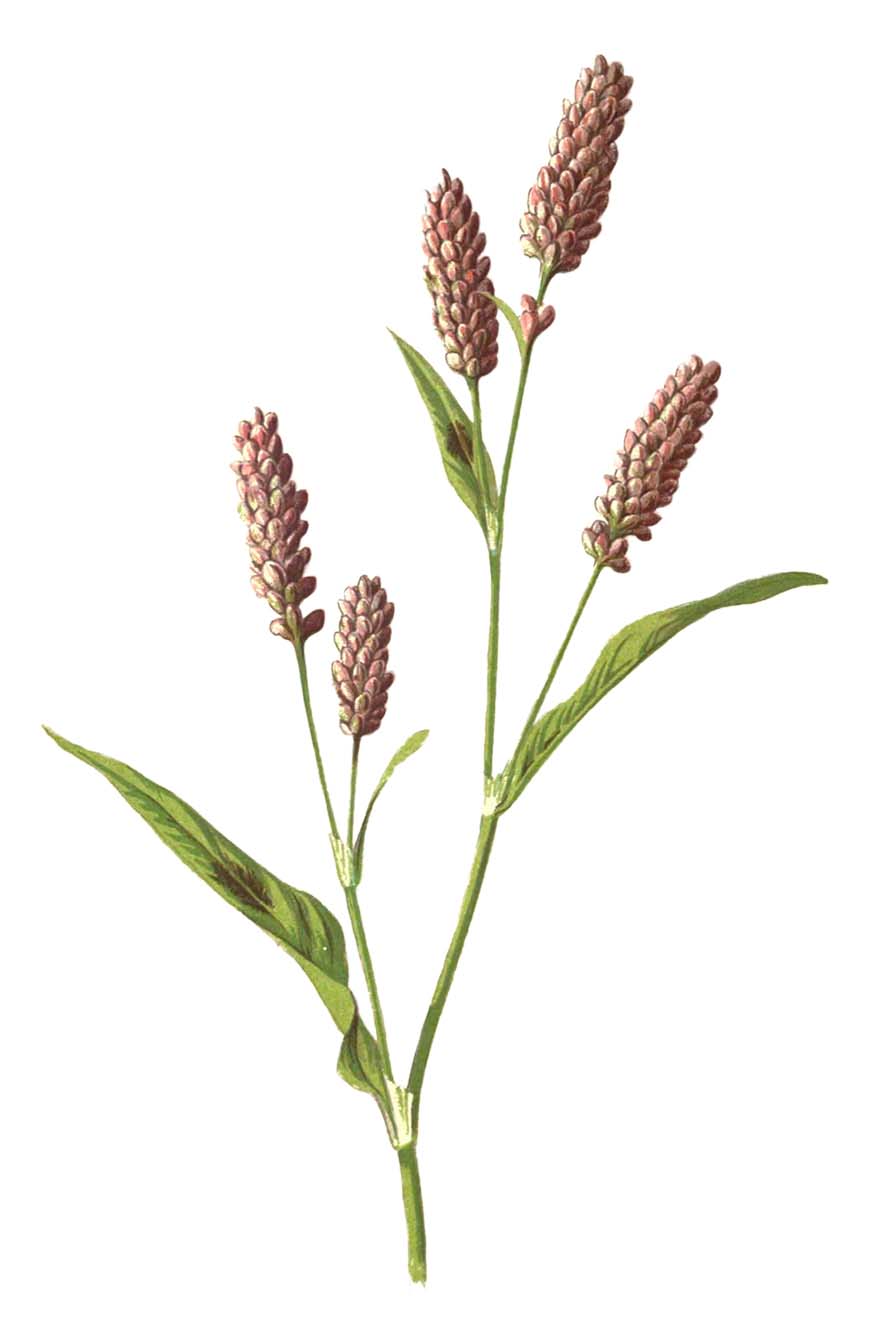 Perzikkruid - Persicaria maculosa