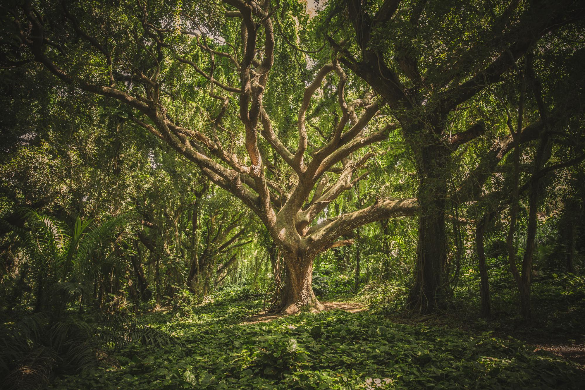 'Zoals twee oude bomen in elkaar verstrengeld kunnen zijn, zo zijn mijn ouders met elkaar vergroeid geraakt.'