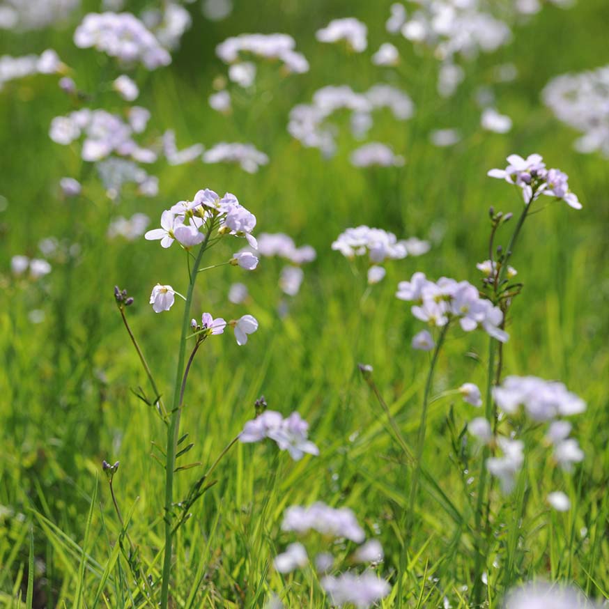 Pinksterbloem - Cardamine pratensis