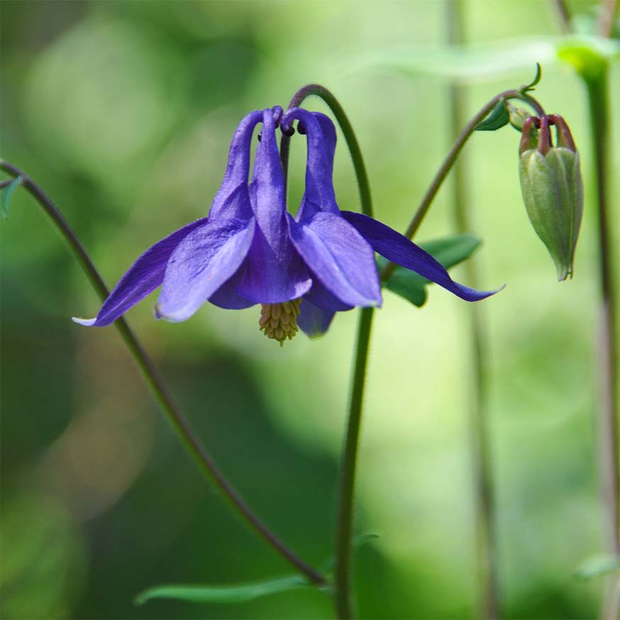 Wilde akelei - Aquilegia vulgaris