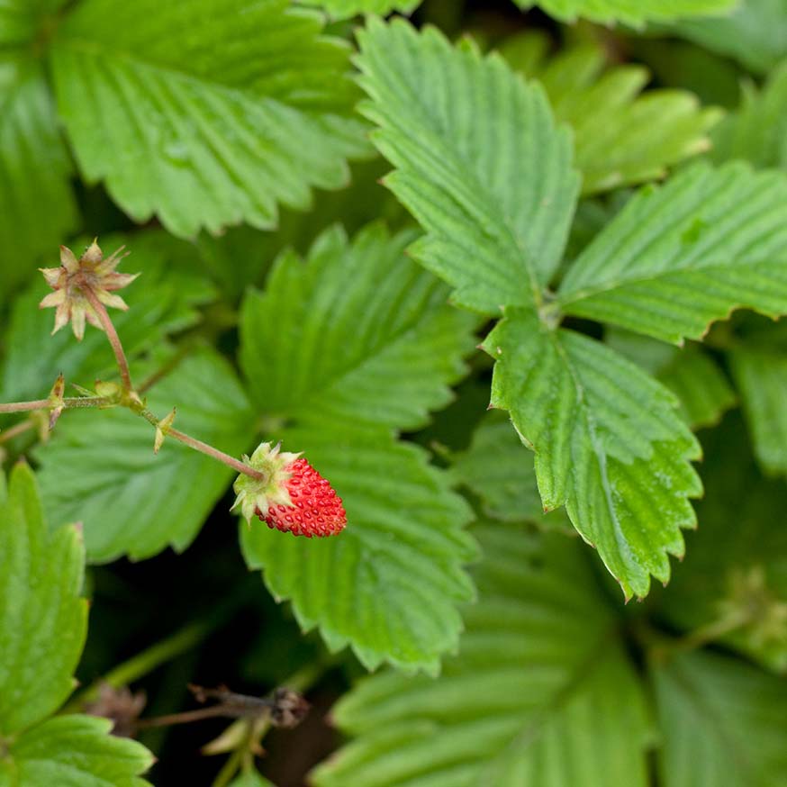 Bosaardbei - Fragaria vesca