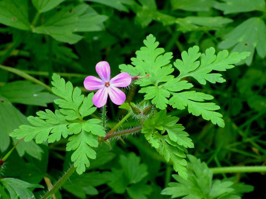 Bloem en blad herkennen van robertskruid - Geranium robertianum