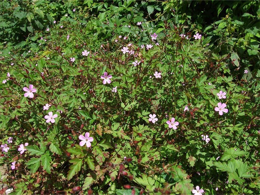 Wolkje van robertskruid (Geranium robertianum) in je tuin