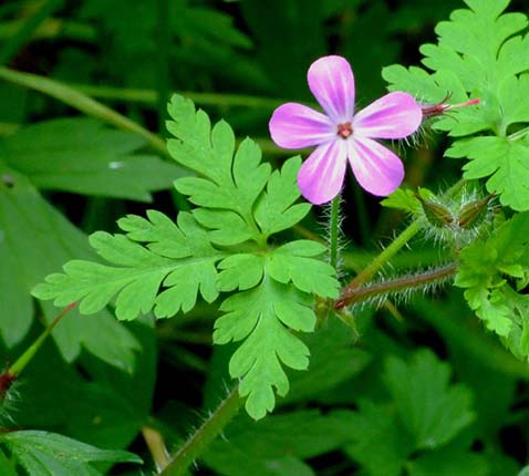 Robertskruid - Geranium robertianum