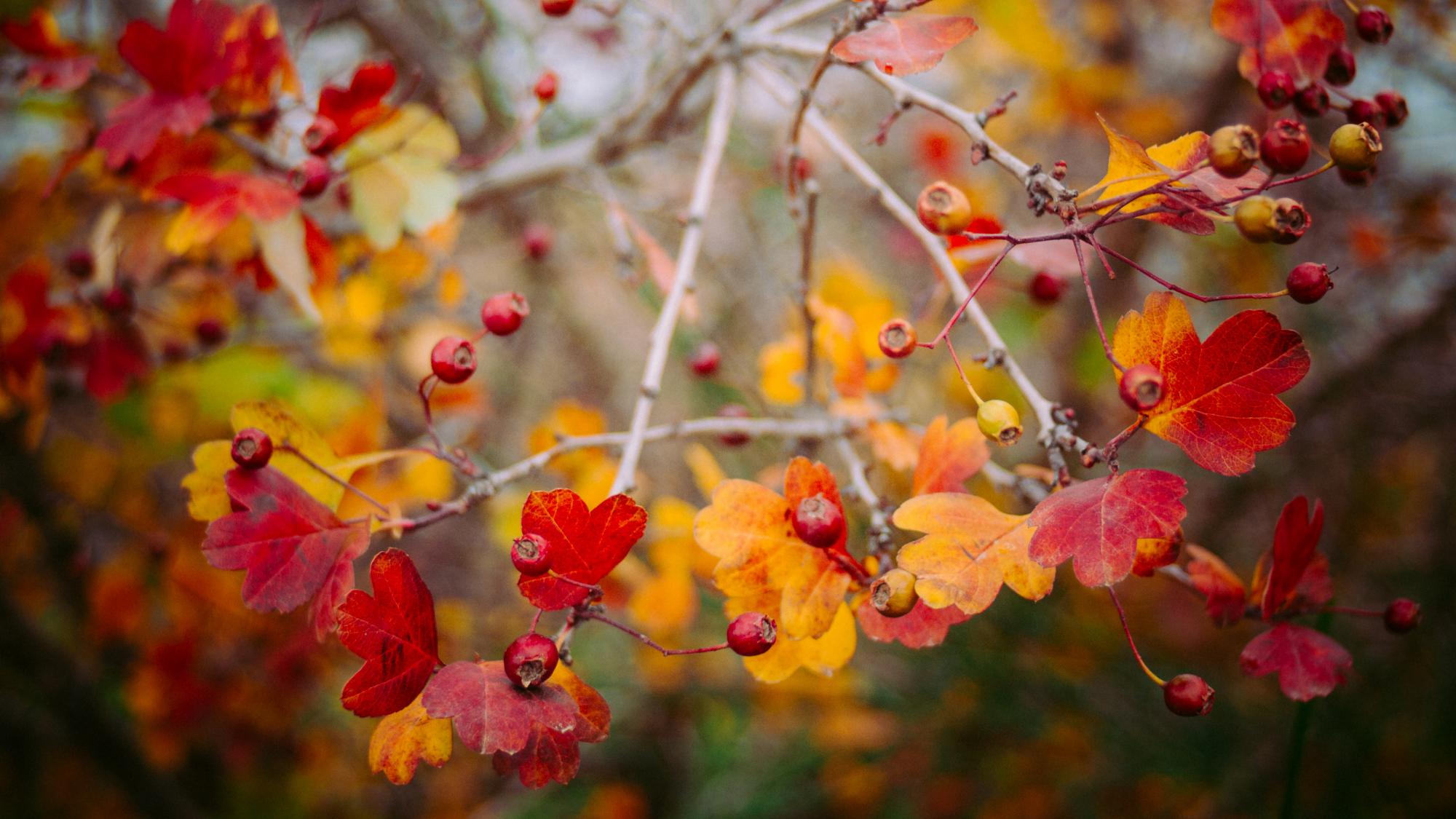  “De herfst is een tweede lente, waarin elk blad een bloem wordt”, zei Albert Camus.