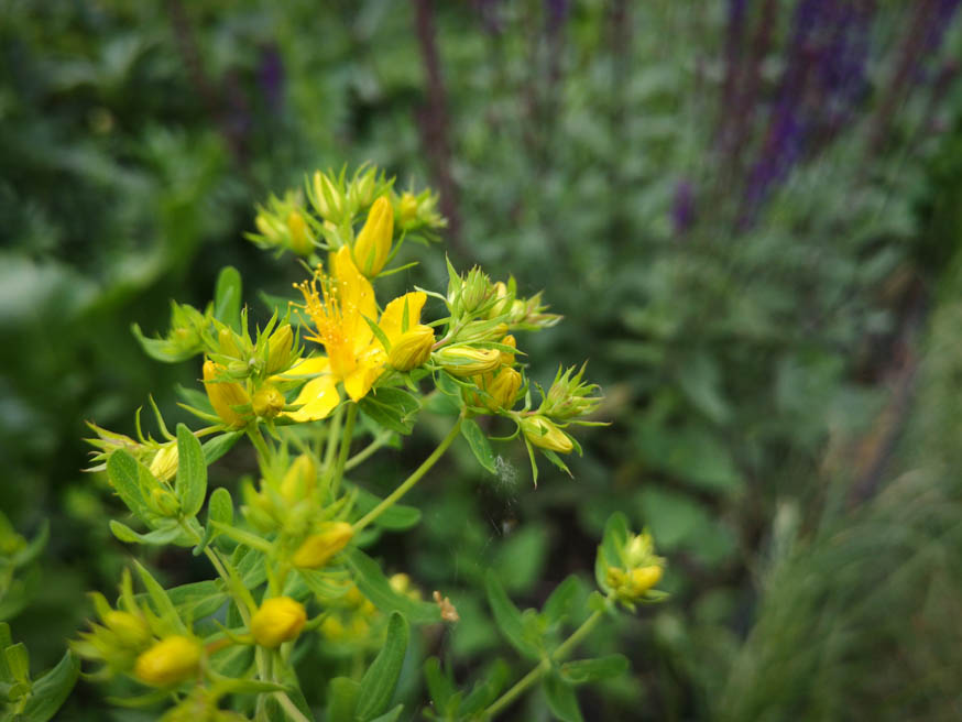 Sint-Janskruid - Hypericum perforatum