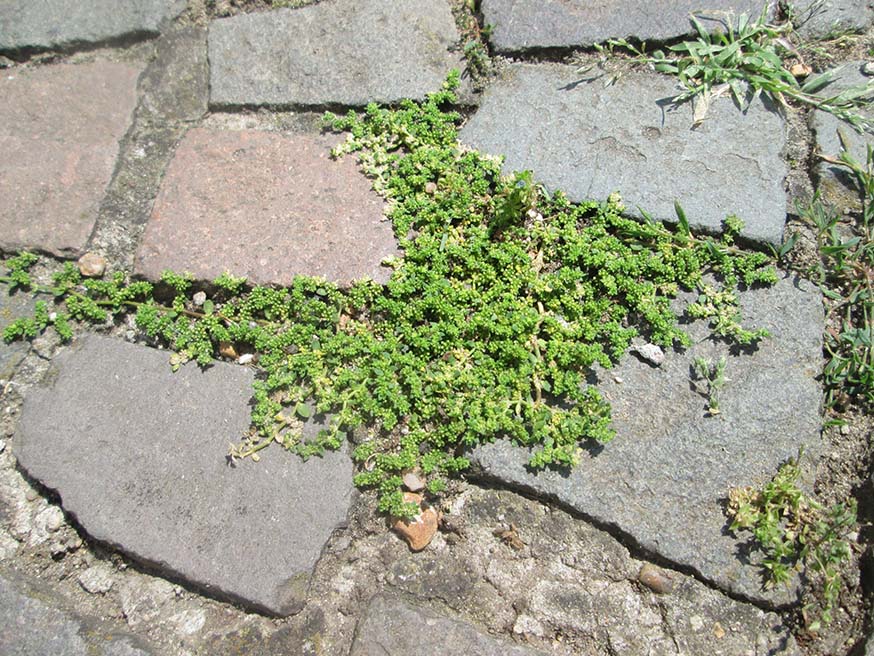 Een goede, inheemse tredplant is Kaal breukkruid - Herniaria glabra