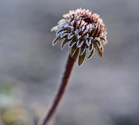 Echinacea purpurea bij vorst