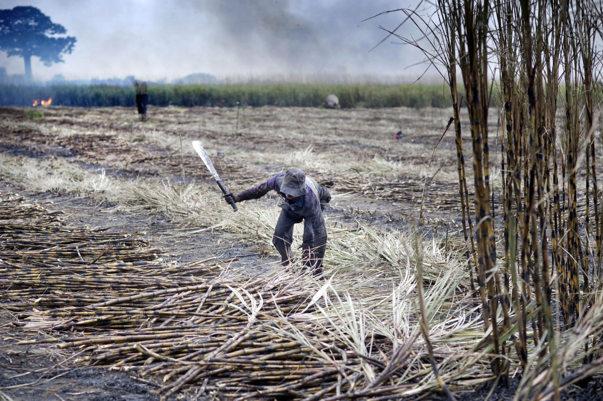 Suikerriet kappen is bijzonder zwaar en ongezond werk. Een arbeider is aan het werk terwijl achter hem een veld wordt afgebrand.