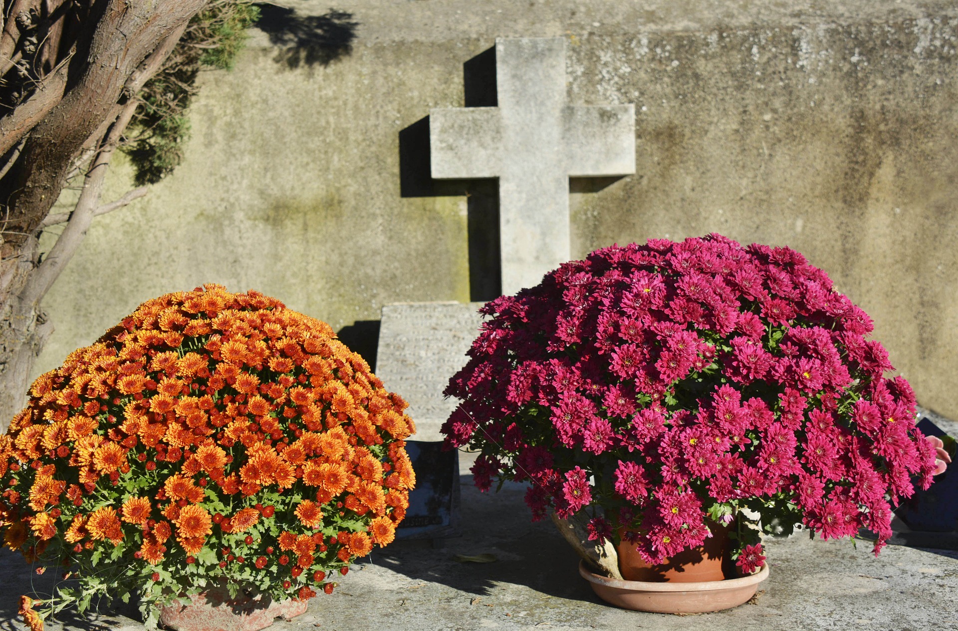 Chrysanten op de begraafplaats