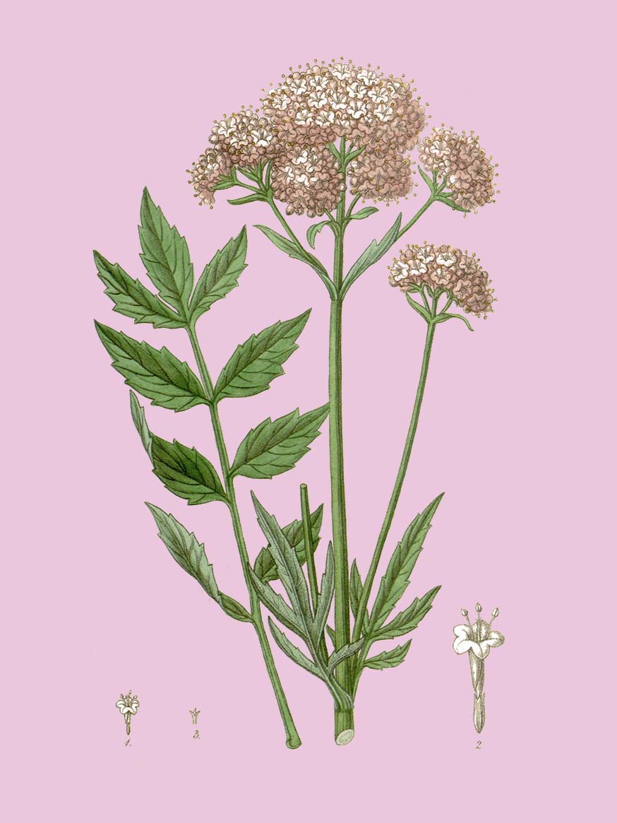 Valeriaan - Valeriana officinalis