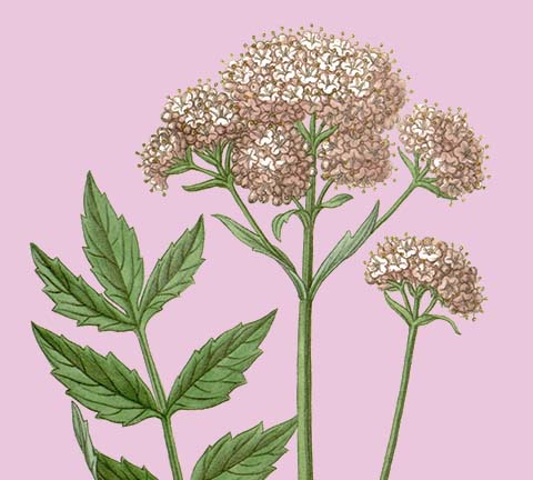 Valeriaan - Valeriana officinalis: oudste slaapmiddel herontdekt