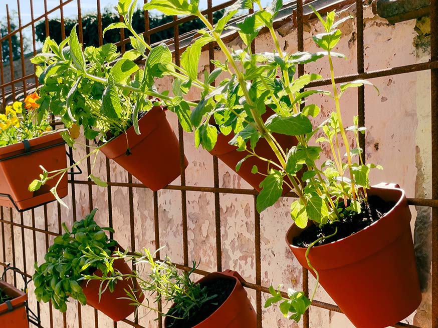 Met een ophangsysteem voor potjes in de zon kan je keukenkruiden kweken, maar je zal veel moeten gieten