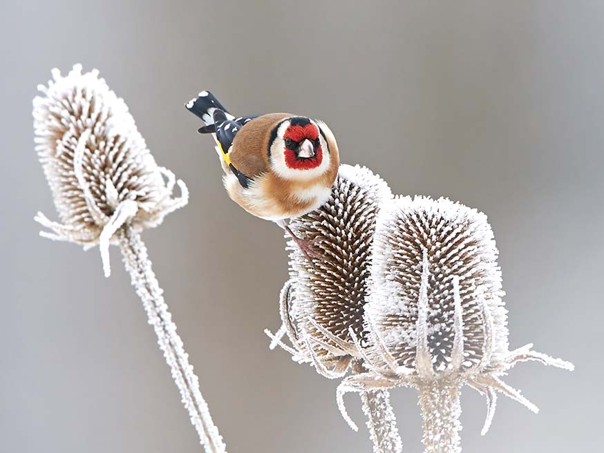 De putter (Carduelis carduelis) is in de winter afhankelijk van gedroogde zaaddozen, hier berijpte restanten van de kaardebol (Dipsacus fullonum)