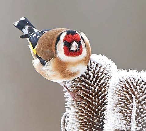 De putter (Carduelis carduelis) is in de winter afhankelijk van gedroogde zaaddozen, hier berijpte restanten van de kaardebol (Dipsacus fullonum)