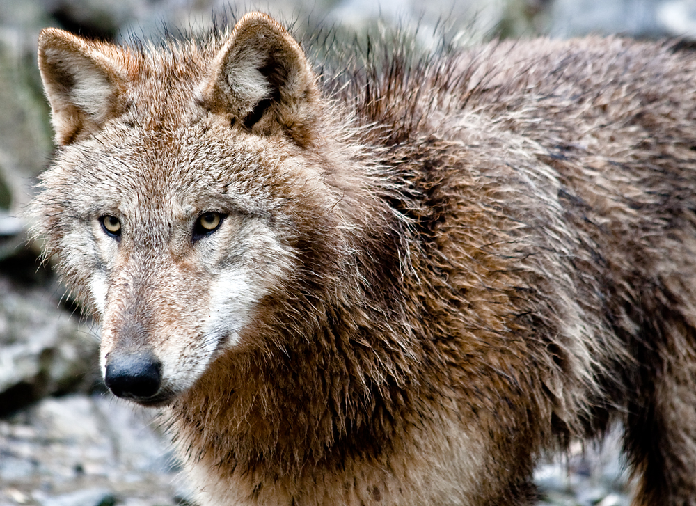 De wolf keert terug naar onze contreien.