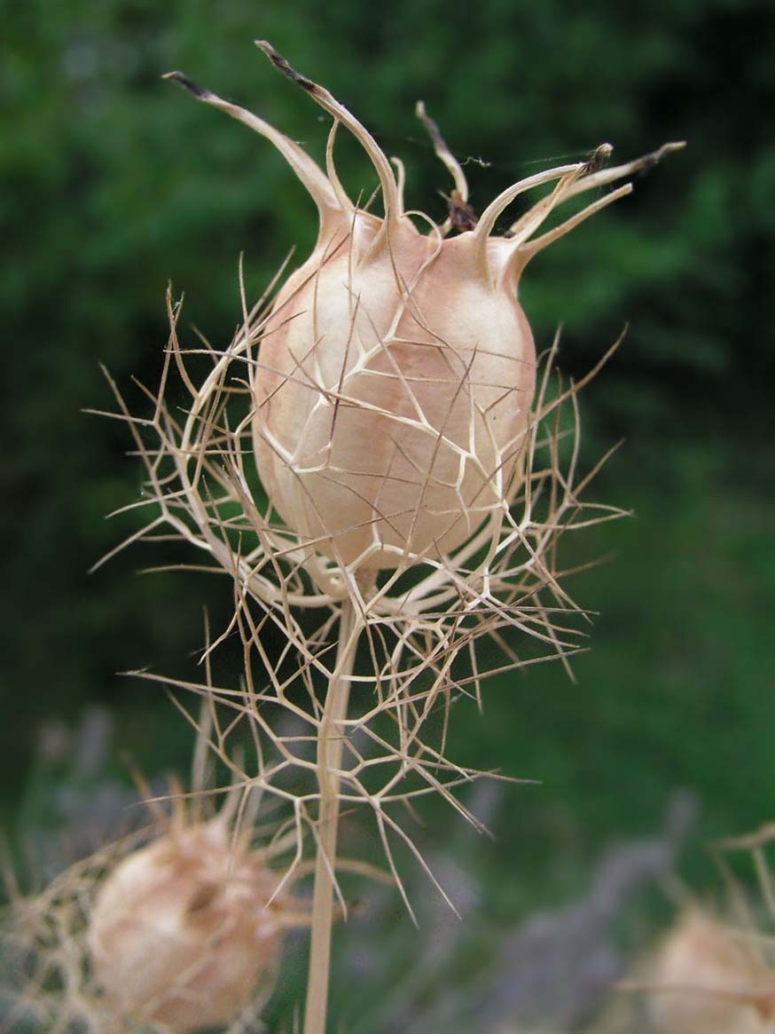 Zaaddozen zijn soms echte kunstwerkjes. Wilde nigelle - Nigella sativa