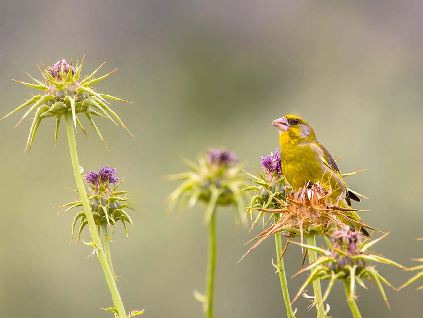 Je doet vogels een plezier als je uitgebloeide planten gewoon laat staan. Een groenling (Chloris carduelis) eet de zaden van een mariadistel - Silybum marianum