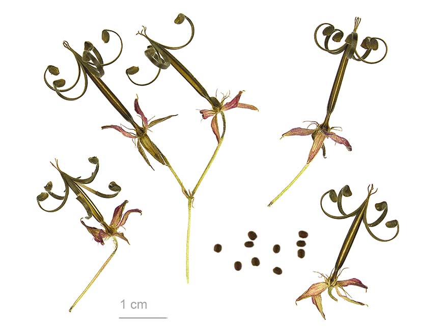 Zaden van de ooievaarsbek schieten meters ver weg - Geranium thunbergii