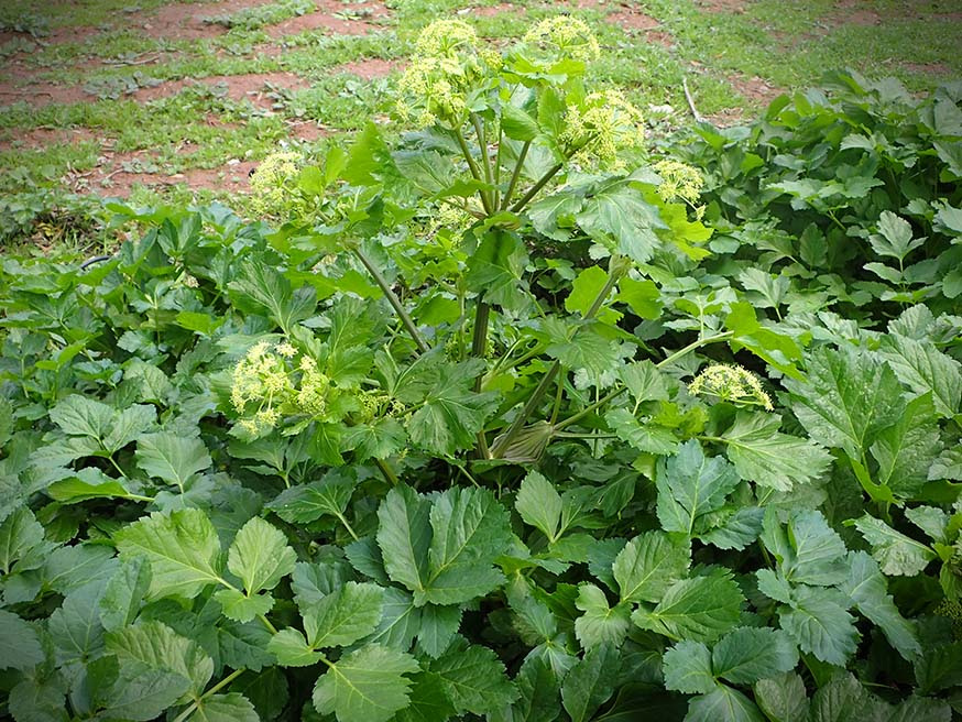 Schermen groenwitte bloemen van de zwartmoeskervel (Smyrnium olusatrum)