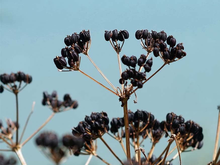 Zaad van de zwartmoeskervel (Smyrnium olusatrum)