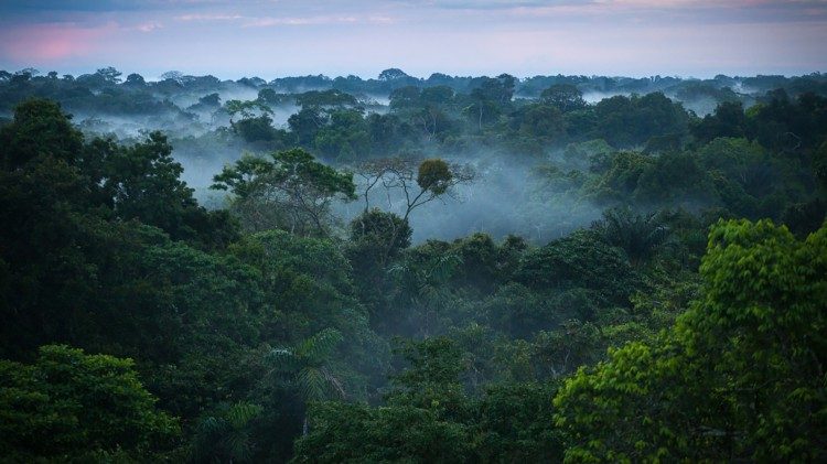 Het regenwoud van de Amazone beslaat bijna vijf procent van de aarde en meer dan tweederde van het Zuid-Amerikaanse continent 