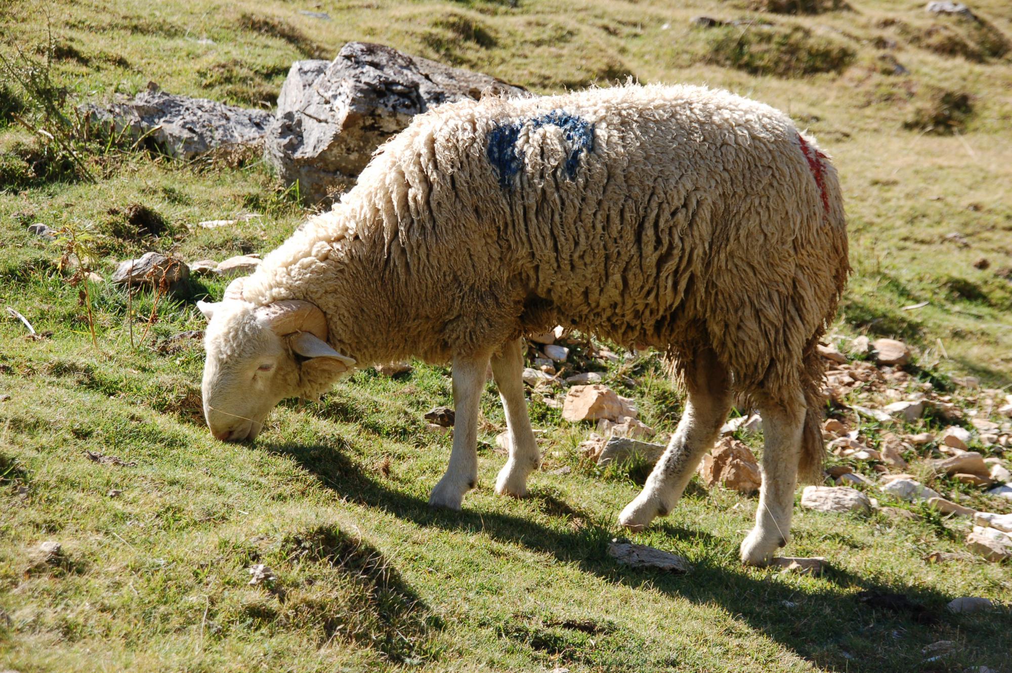 Vaticaan roept toeristen op tot respect voor de natuur