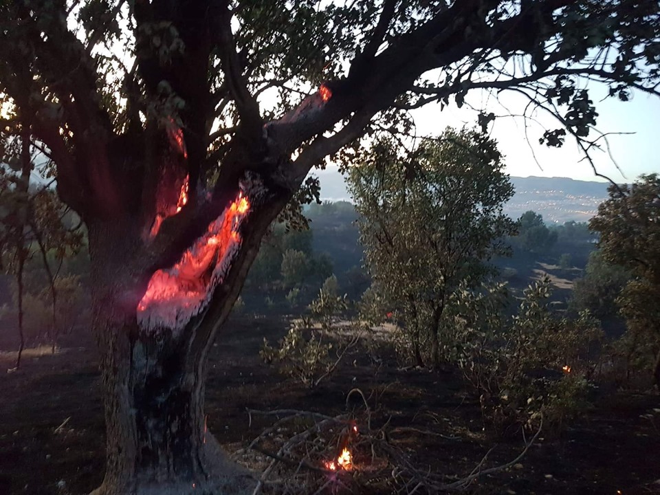 In Şırnak sneuvelden honderden bomen en meer dan duizend hectare wijngaard