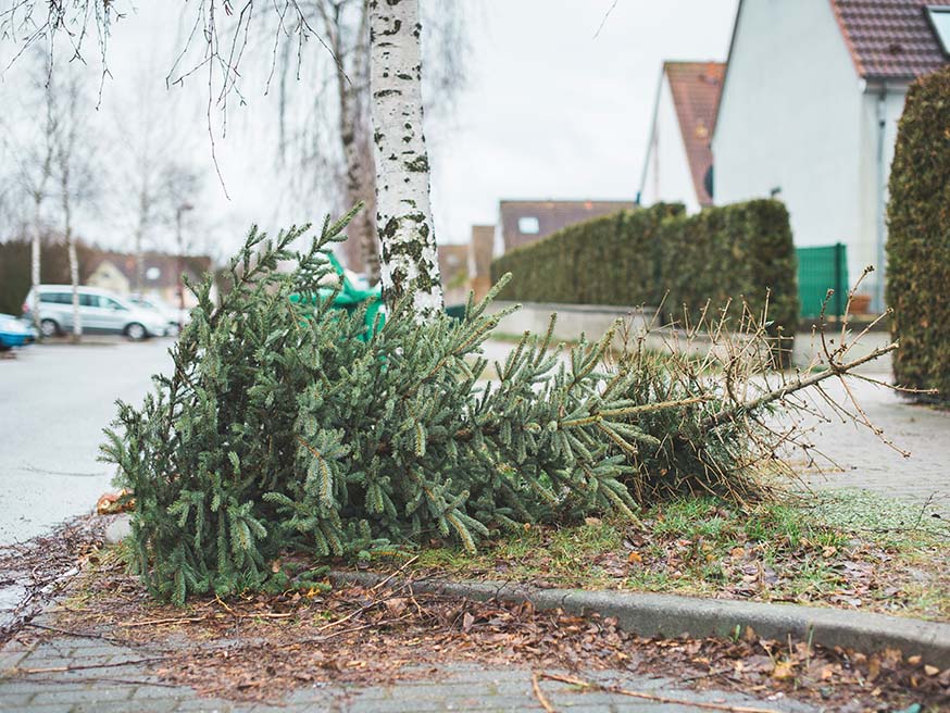 Zet je kerstboom niet bij de ophaling! Recycleer hem in je tuin