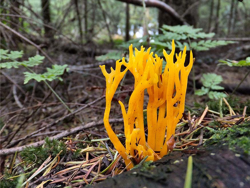 Het klevering koraalzwammetje (Calocera viscosa) groeit op dood naaldhout en is een vrolijke verschijning in de winter